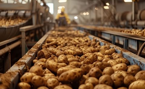 Potatoes on the conveyor belt in the factory Potatoes on the conveyor belt in the factory