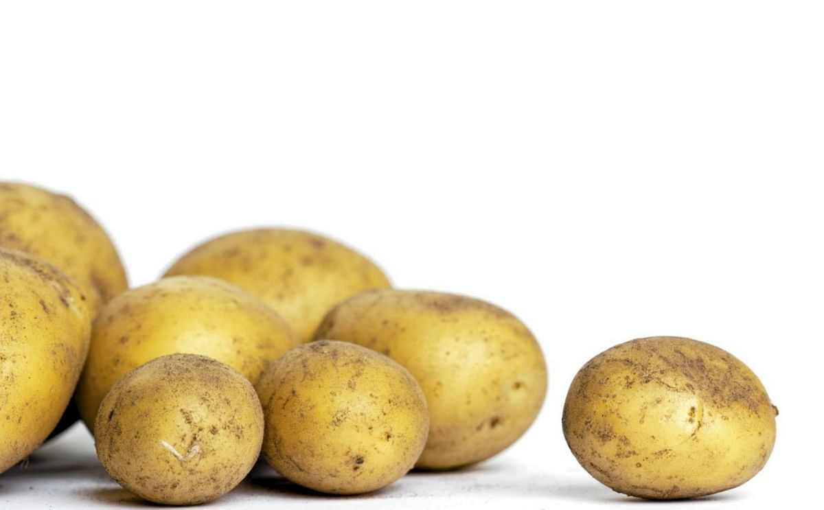 Research in Denmark: potato waste a potential goldmine