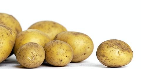 Research in Denmark: potato waste a potential goldmine