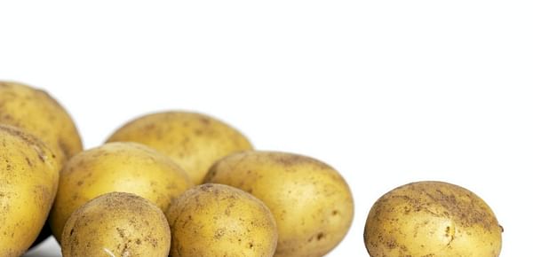 Research in Denmark: potato waste a potential goldmine