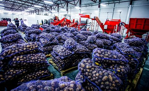 Potato Packaging Potato Packaging