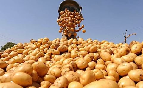 The government of Pakistan plans to produce about 4.87 Mln Tons Potatoes and 2.220 Mln Tons Onions.
The government of Pakistan plans to produce about 4.87 Mln Tons Potatoes and 2.220 Mln Tons Onions.