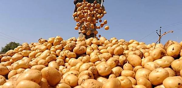 The government of Pakistan plans to produce 4.87 Mln Tons Potatoes