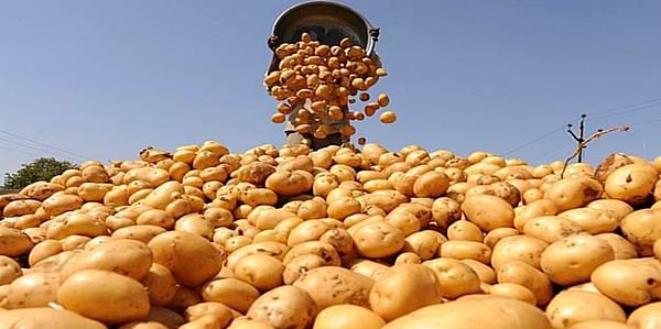 The government of Pakistan plans to produce 4.87 Mln Tons Potatoes