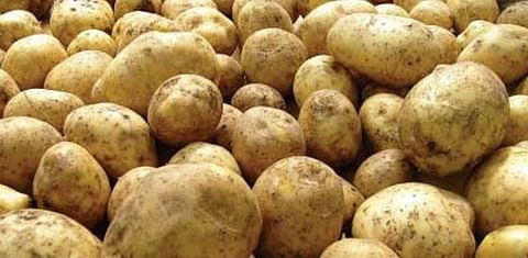 Government of Pakistan to form Potato Development Council