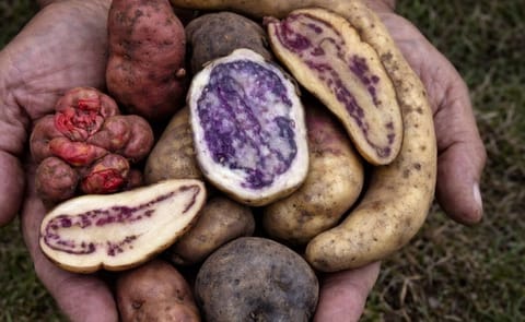 Innovaciones tecnológicas desarrolladas por el CIP contribuyen a certificar papa orgánica en Perú Innovaciones tecnológicas desarrolladas por el CIP contribuyen a certificar papa orgánica en Perú