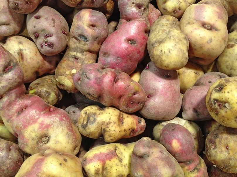 Peru offers an amazing number of native potato varieties Peru offers an amazing number of native potato varieties