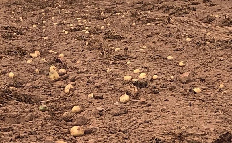 Hayden says the crop of early superior potatoes is down this year because of the dry soil. (Courtesy: Laura Meader | CBC) Hayden says the crop of early superior potatoes is down this year because of the dry soil. (Courtesy: Laura Meader | CBC)