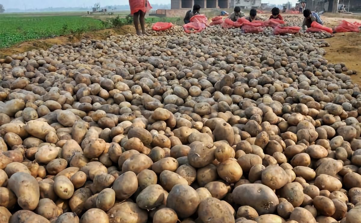 Potato price surges by 28%-38% in UP, West Bengal as demand rises in the lockdown period.