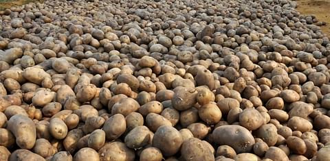 Potato price surges by 28%-38% in UP, West Bengal as demand rises in the lockdown period