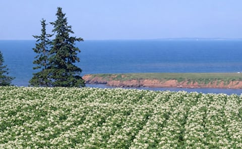 Prince Edward Island Potato crop blight free Prince Edward Island Potato crop blight free