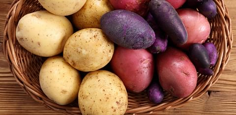 Neiker transfers its potato varieties, ‘Edurne’ and ‘Beltza’, to the cooperative UDAPA