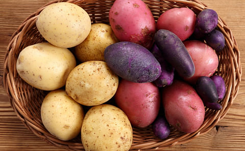 Neiker transfers its potatoes, ‘Edurne’ and ‘Beltza’, to the cooperative UDAPA