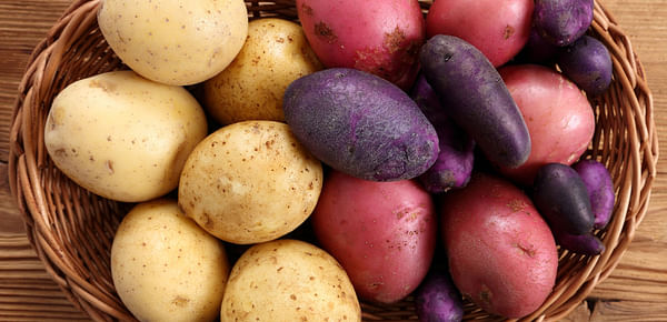 Neiker transfers its potato varieties, ‘Edurne’ and ‘Beltza’, to the cooperative UDAPA