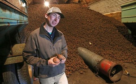 Sander Dagen, a seed potato farmer from Karlstad, Minn., checks a warehouse where he and his father and brother store potatoes Monday in Karlstad. (Courtesy: Eric Hylden | Grand Forks Herald)