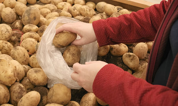 The harvest of early potatoes in Uzbekistan is being delayed – imports will rise sharply