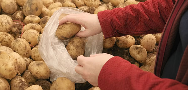 Potato prices in Ukraine are going down fast and are already below last year’s