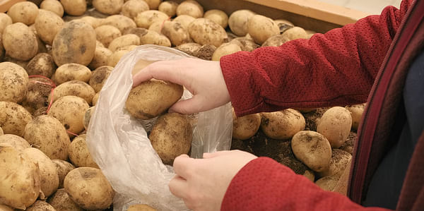The harvest of early potatoes in Uzbekistan is being delayed – imports will rise sharply