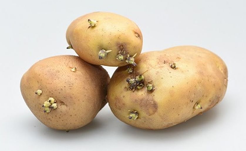 Going forward, Taiwan will reject fresh potato imports with sprouts over five millimeter.