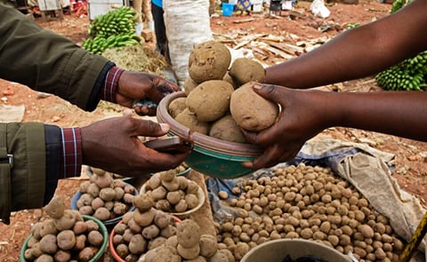 Potatoes: So Familiar, So Much More to Learn Potatoes: So Familiar, So Much More to Learn