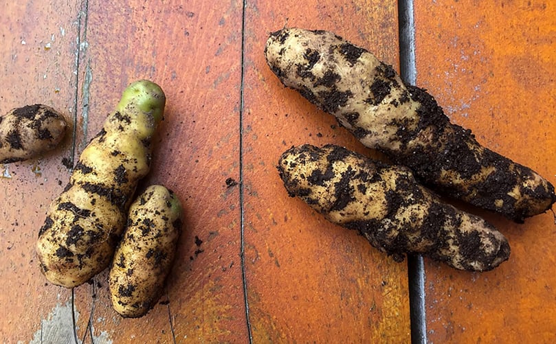 While these knobby, cigar-shaped potatoes might look ideal for French fries, they’re better suited for baking or broiling (courtesy: Ari Snider/KCAW) While these knobby, cigar-shaped potatoes might look ideal for French fries, they’re better suited for baking or broiling (courtesy: Ari Snider/KCAW)