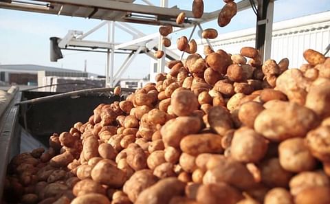 U.S. Potato Exports 