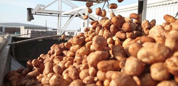 U.S. potato export value increases as demand rebounds