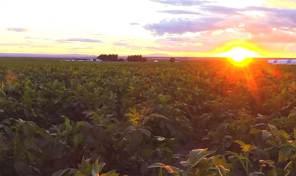 United States Fall Potato Production down 2 percent