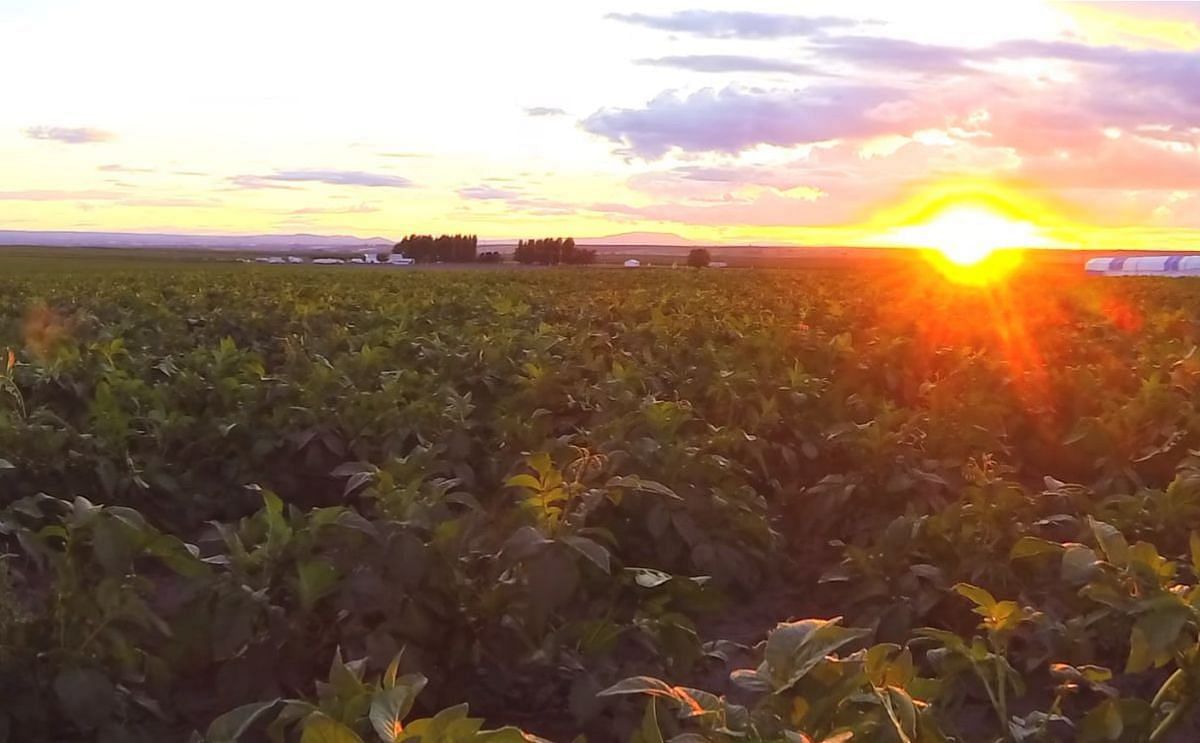 United States Fall Potato Production down 2 percent United States Fall Potato Production down 2 percent