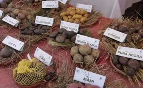 Ecuador celebró el Día Nacional de la Papa Ecuador celebró el Día Nacional de la Papa