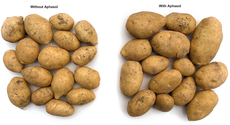 Potatoes with and without Aphasol