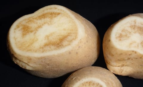 Potato Psyllid Trapping and Management - Focus on Potato webcast Potato Psyllid Trapping and Management - Focus on Potato webcast