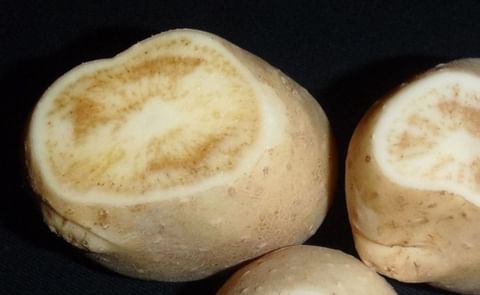 Potato Psyllid Trapping and Management - Focus on Potato webcast Potato Psyllid Trapping and Management - Focus on Potato webcast