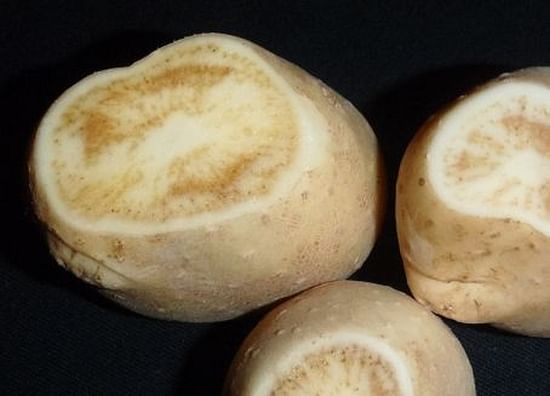Potato Tubers affected by Zebra chip disease