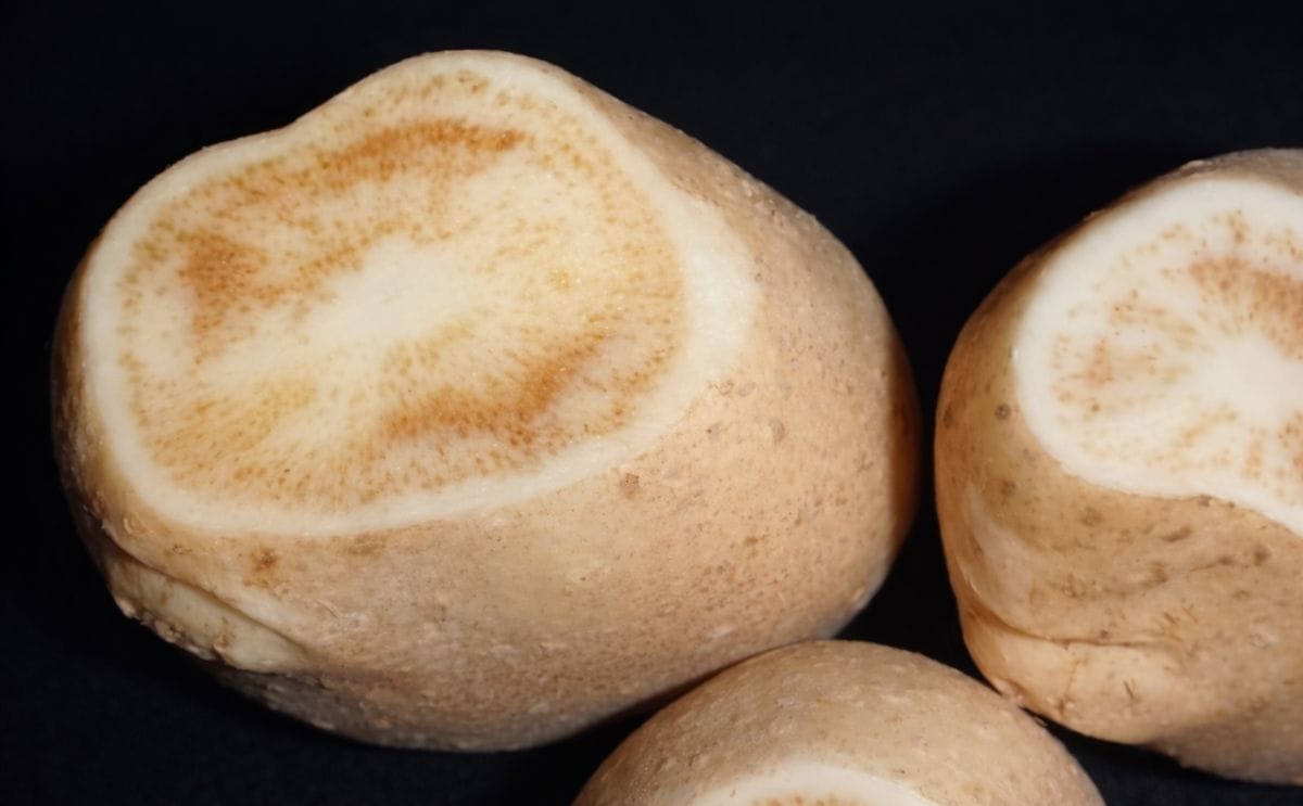 YAUSVEG welcomes review of Australia's Biosecurity Import Risk Analysis process