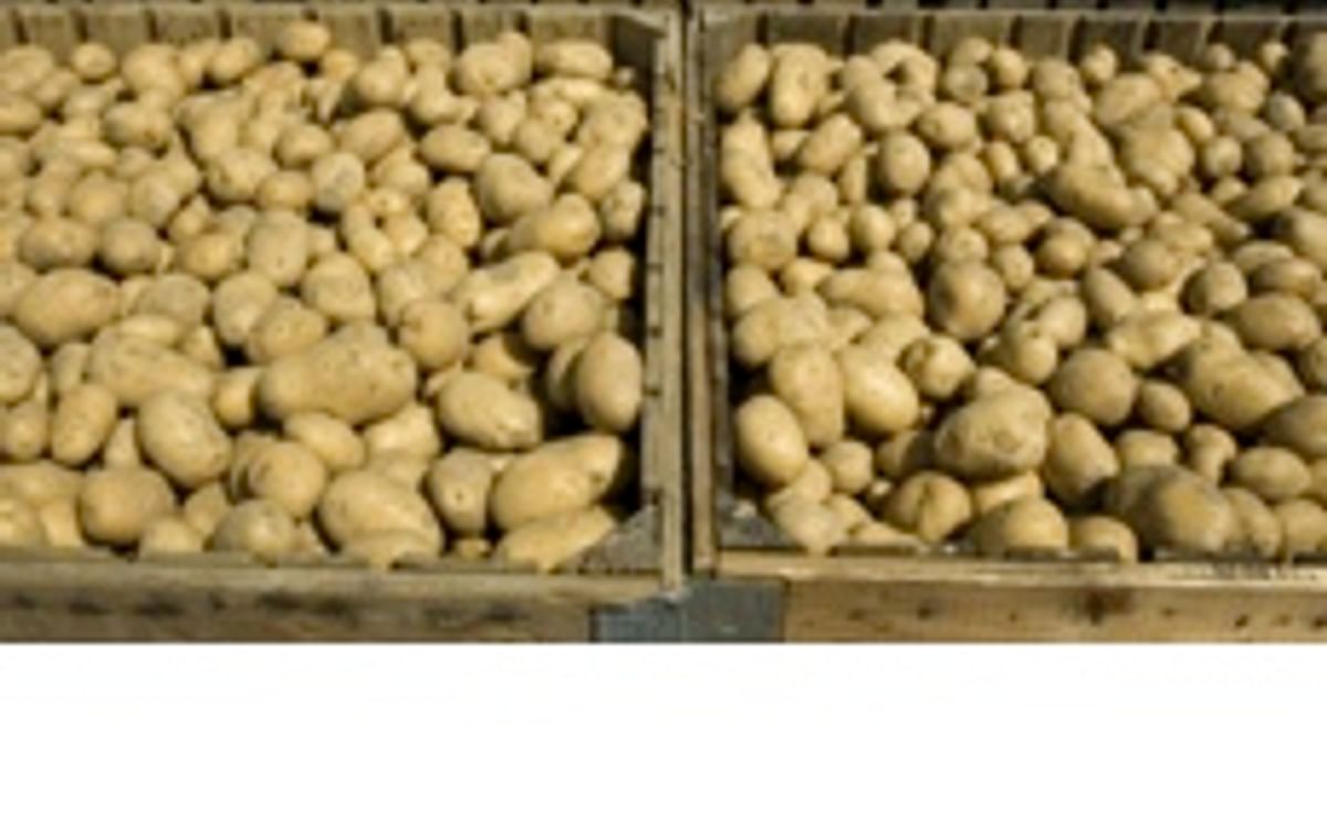 Potato recipe tips by chefs and foodservice heads