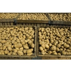 Cubing potatoes may reduce mineral content of cooked potato by as much as 75%