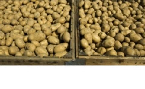 Cubing potatoes may reduce mineral content of cooked potato by as much as 75% Cubing potatoes may reduce mineral content of cooked potato by as much as 75%