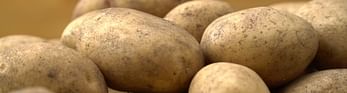 Potatoes