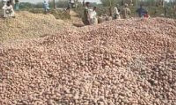  Potatoes in Bangladesh