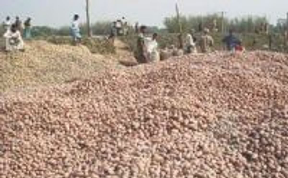In Bangladesh Potato prices halve on higher yields