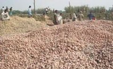 In Bangladesh Potato prices halve on higher yields In Bangladesh Potato prices halve on higher yields