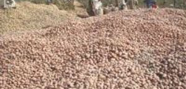  Potatoes in Bangladesh