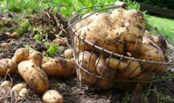  Los agentes causales de la podredumbre blanda de las patatas ocasionan unas pérdidas totales superiores a cualquier otra enfermedad bacteriana. Imagen: UPM.