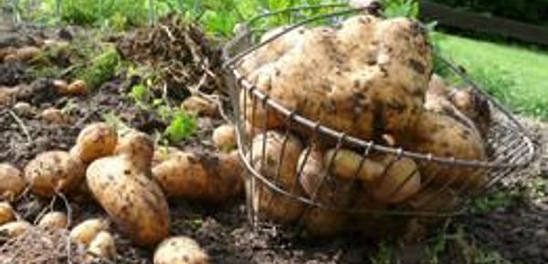  Los agentes causales de la podredumbre blanda de las patatas ocasionan unas pérdidas totales superiores a cualquier otra enfermedad bacteriana. Imagen: UPM.