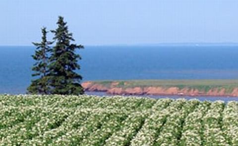 Prince Edward Island Potato crop blight free Prince Edward Island Potato crop blight free