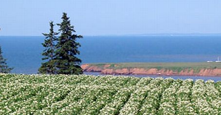 Potato Field on Prince Edward Island  