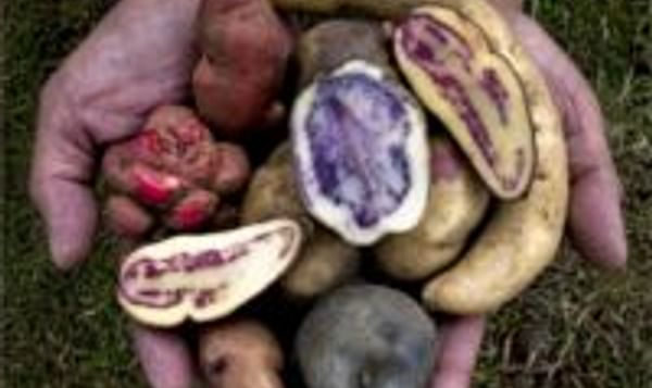  Potatoes Peru