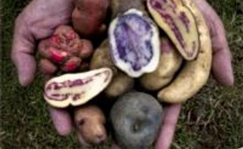 Innovaciones tecnológicas desarrolladas por el CIP contribuyen a certificar papa orgánica en Perú Innovaciones tecnológicas desarrolladas por el CIP contribuyen a certificar papa orgánica en Perú