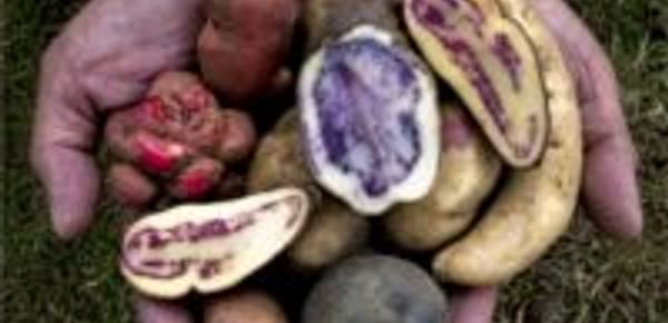  Potatoes Peru